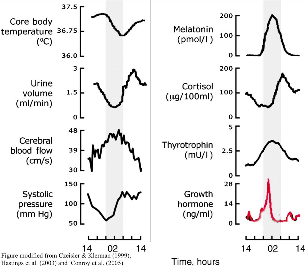 Basics of Sleep - Bodily Functions