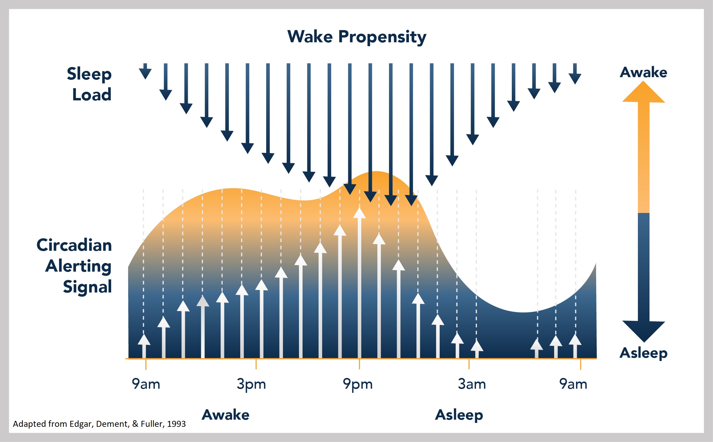 Basics of Sleep - Process S + C