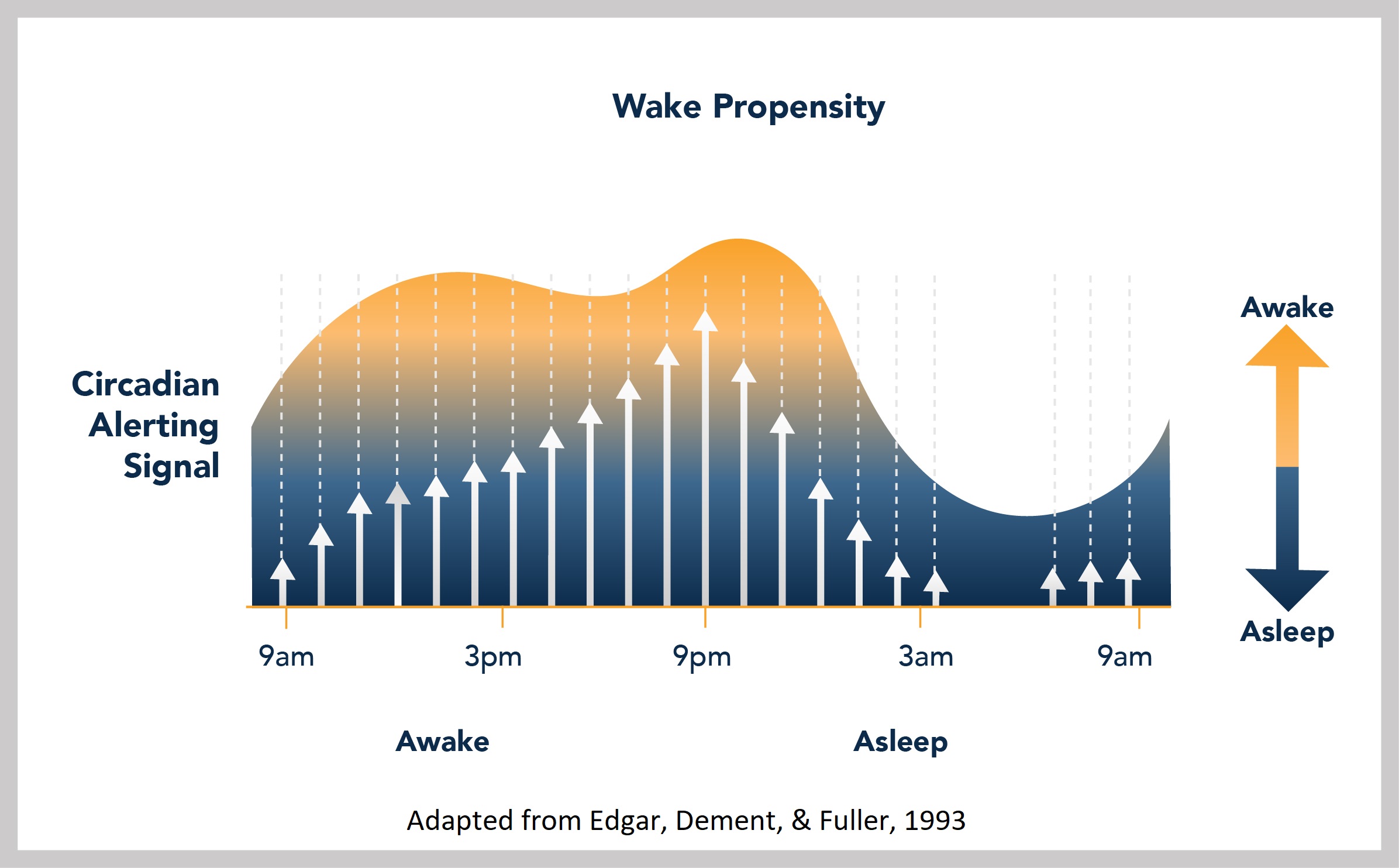 Basics of Sleep - Circadian Rhythm/Process C