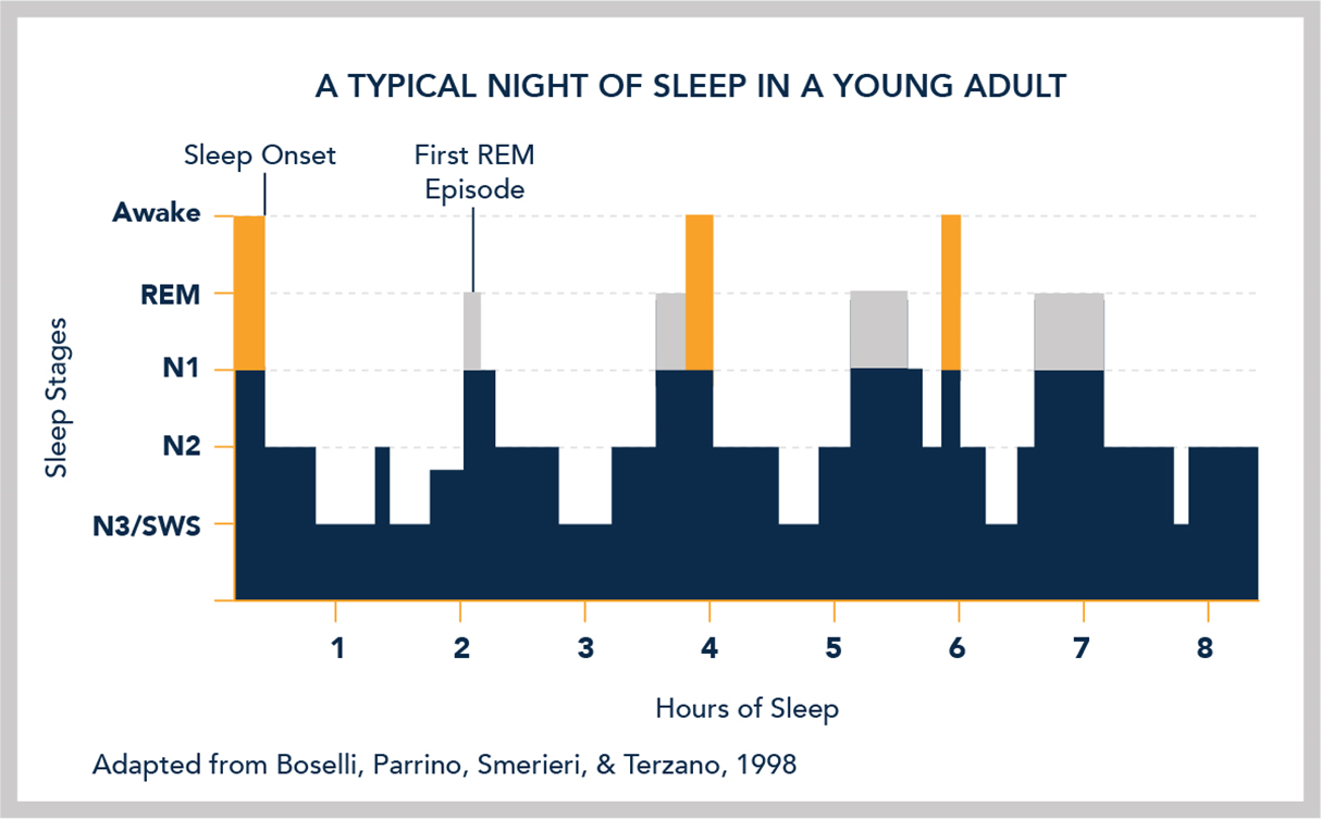 Basics of Sleep - Sleep Stages